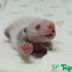 Illustration for article titled BRB, a baby panda with its hands up just slayed us with cuteness